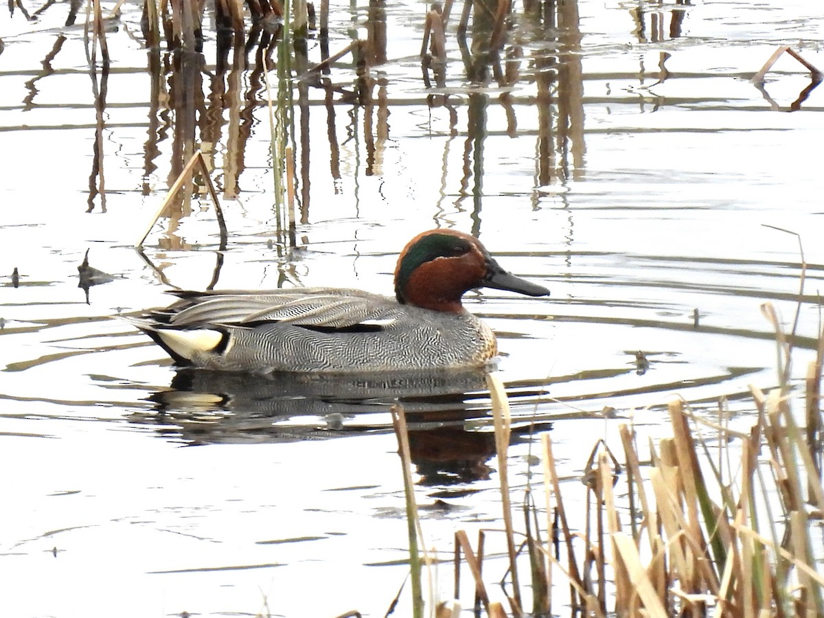 Green-winged Teal - ML443105171