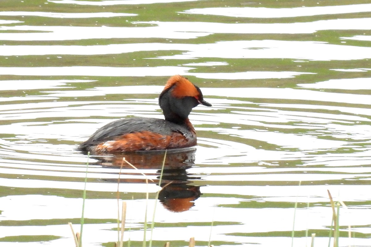 Horned Grebe - ML443105281