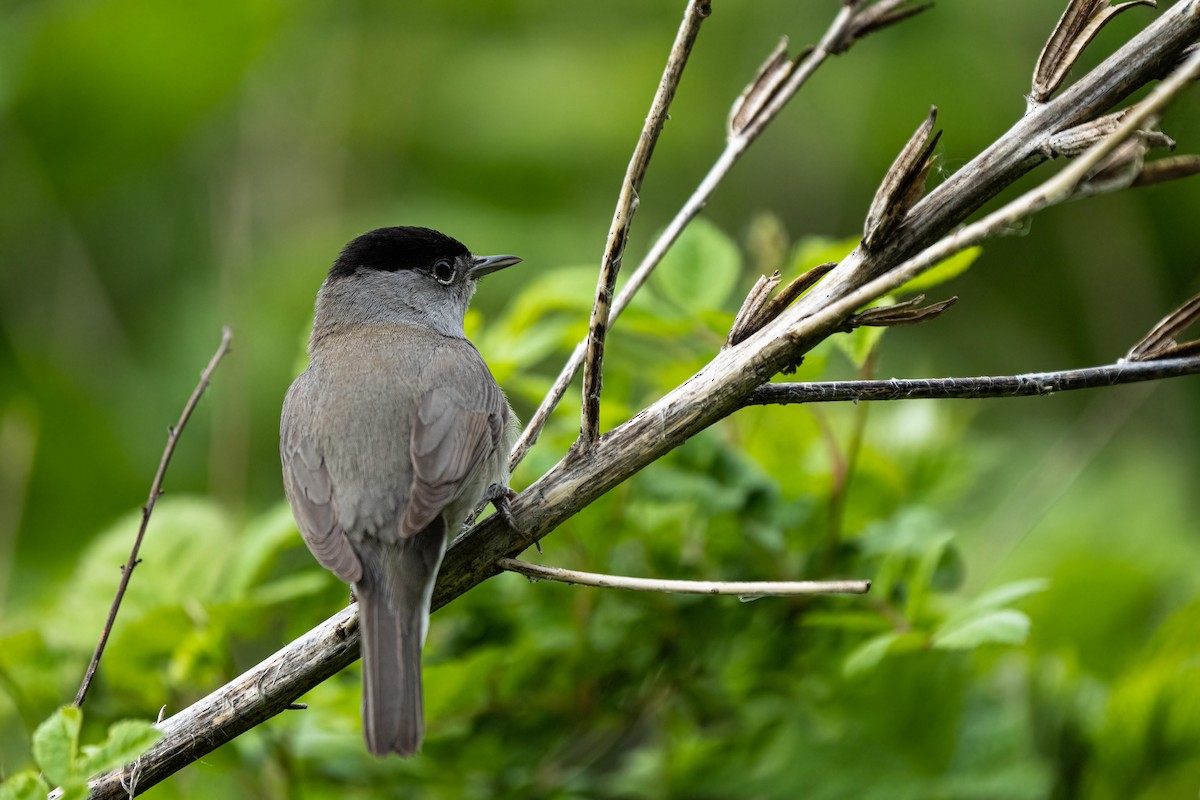 Eurasian Blackcap - ML443105581