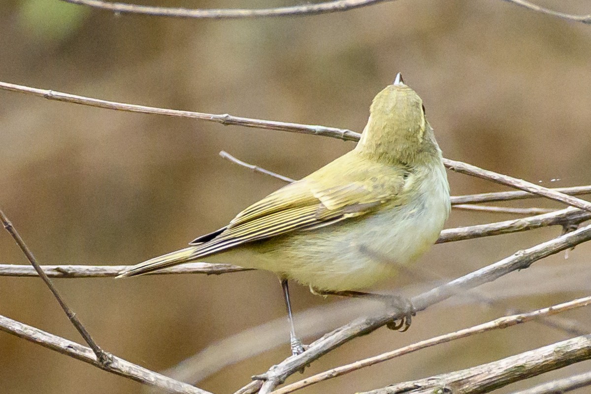 Hume's Warbler - ML443106281