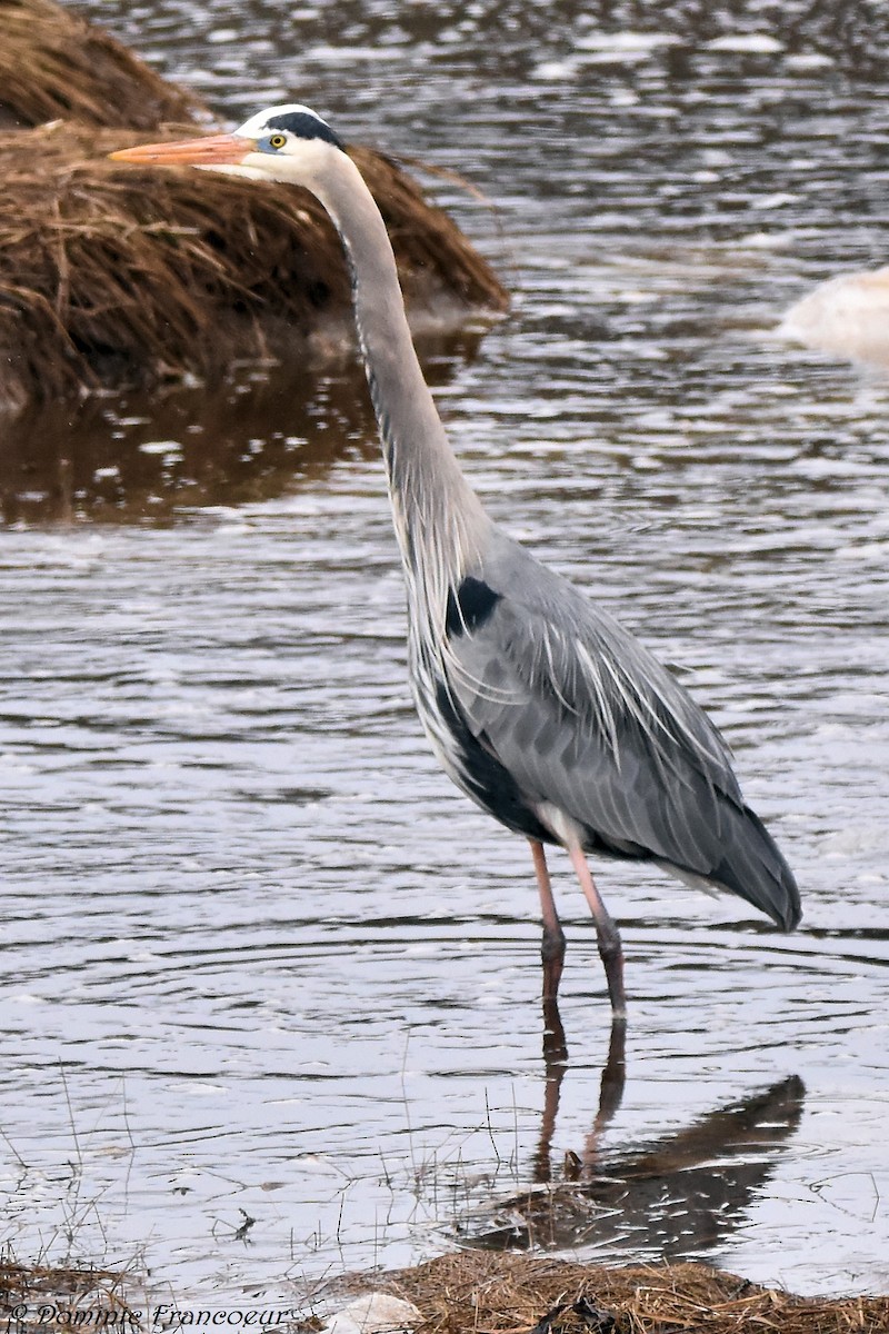 Great Blue Heron - ML443106591