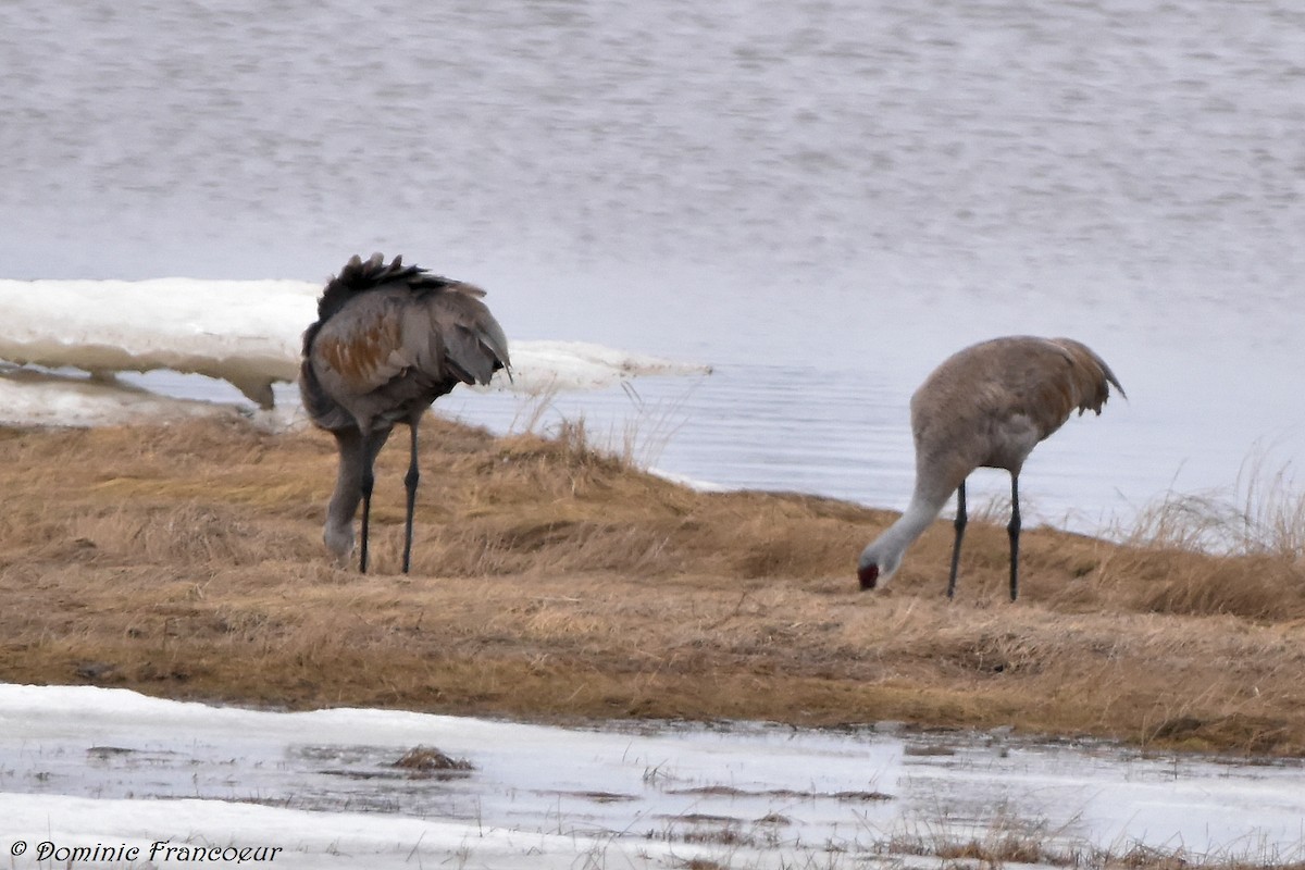 Sandhill Crane - ML443106651