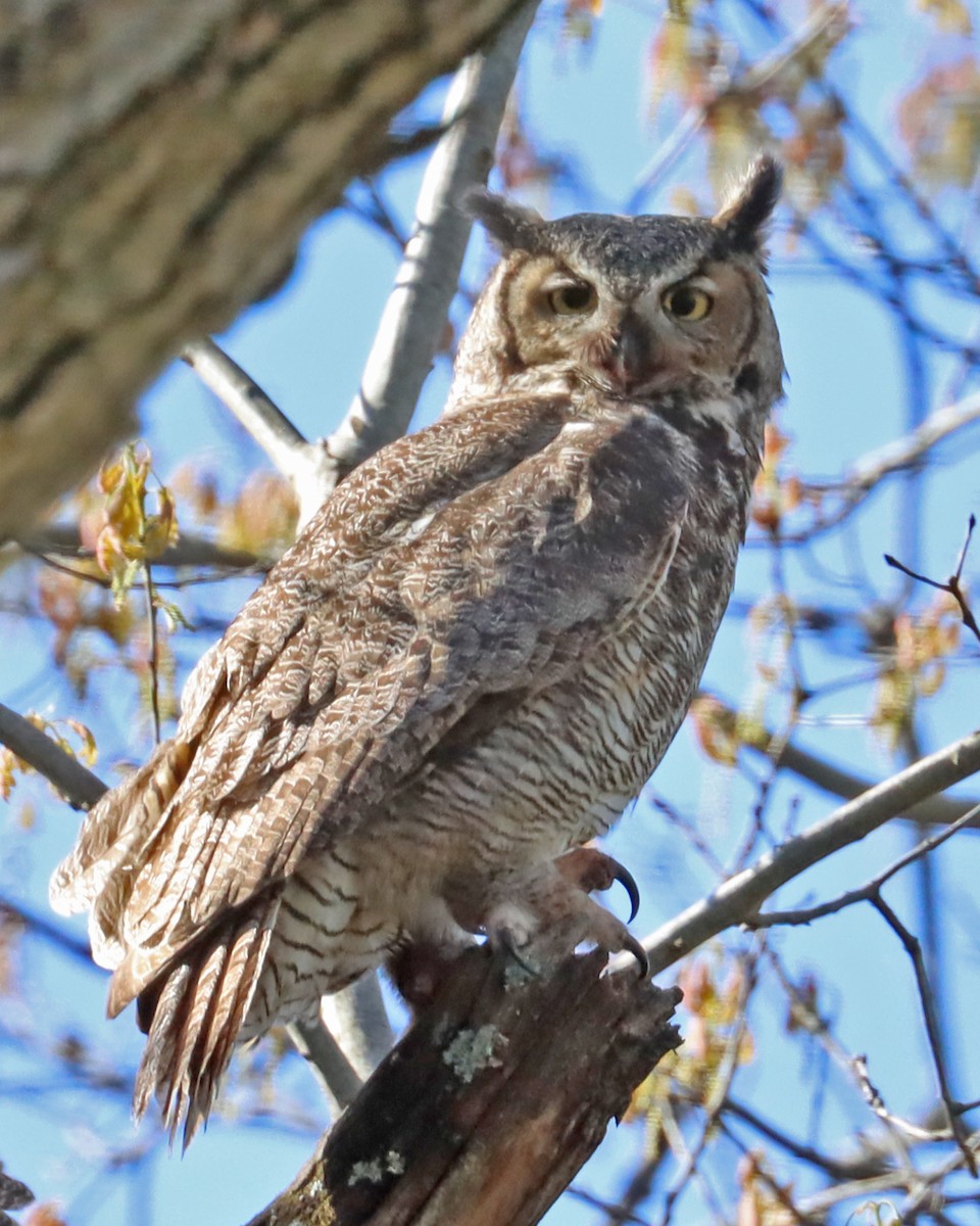 Great Horned Owl - ML443106911
