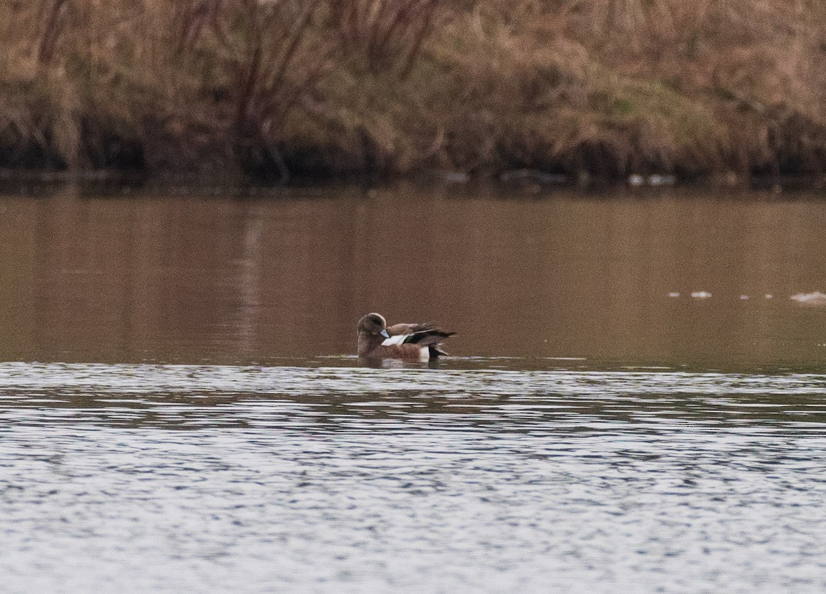 American Wigeon - Owen Cherry