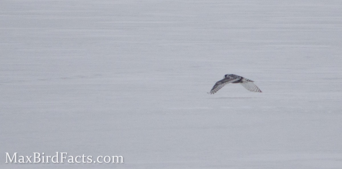 Snowy Owl - ML443109841