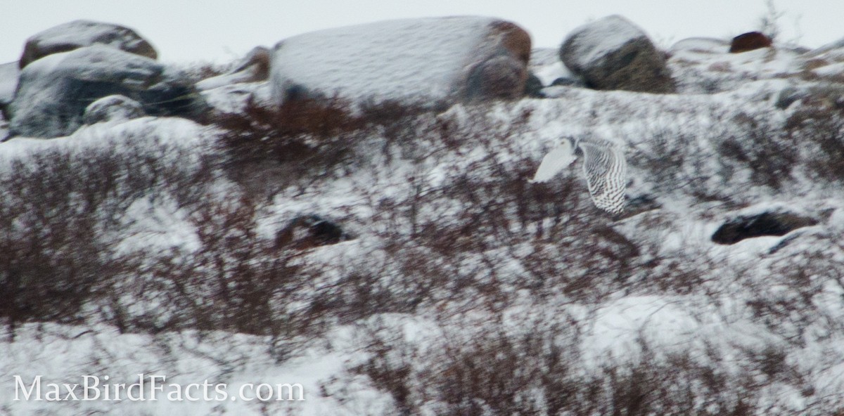 Snowy Owl - ML443109861