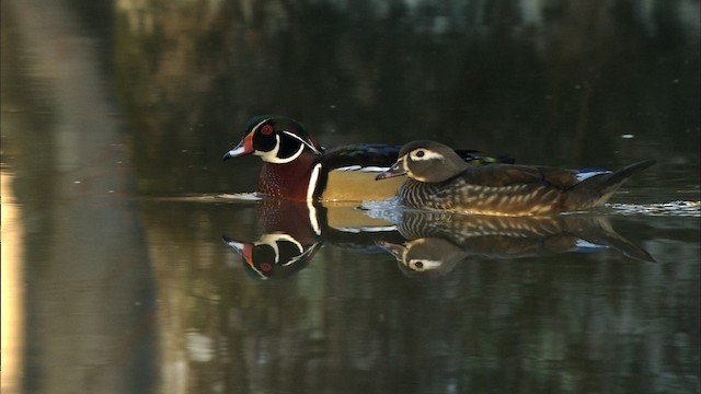 Canard branchu - ML443110