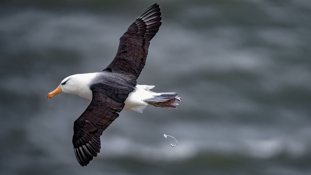 Black-browed Albatross - Lukasz Ifczok