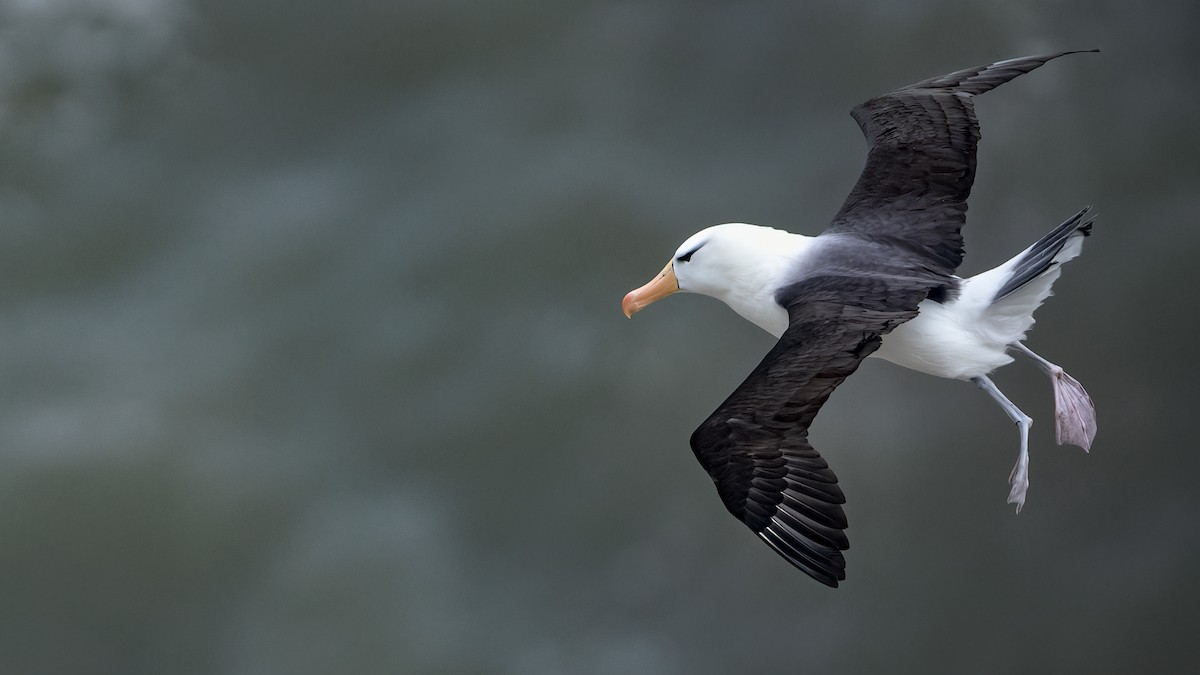 Black-browed Albatross - Lukasz Ifczok