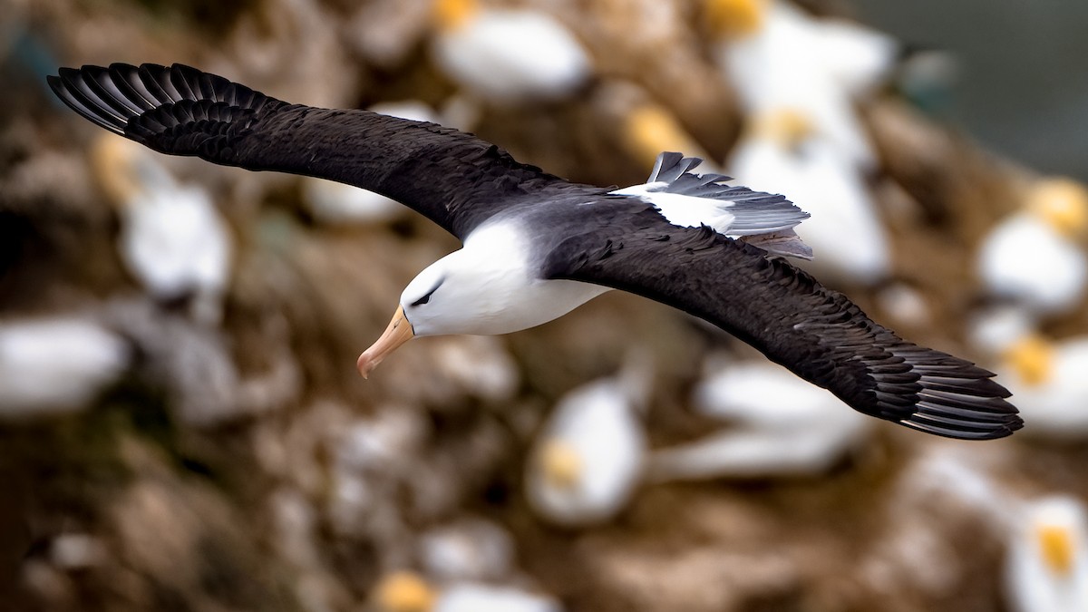 Black-browed Albatross - Lukasz Ifczok