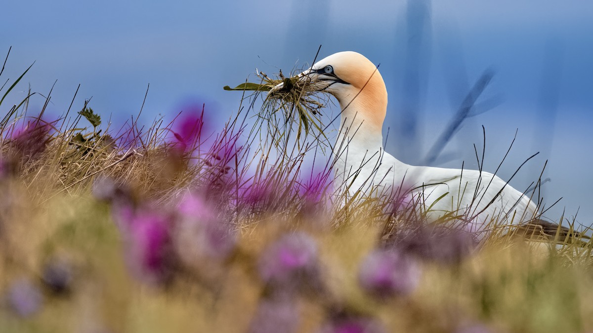 Northern Gannet - Lukasz Ifczok