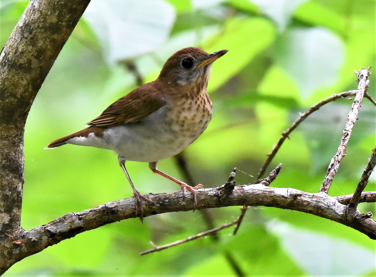 Veery - ML443115061