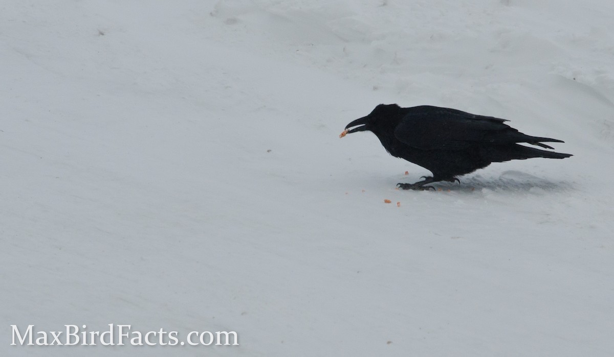 Common Raven - ML443115341