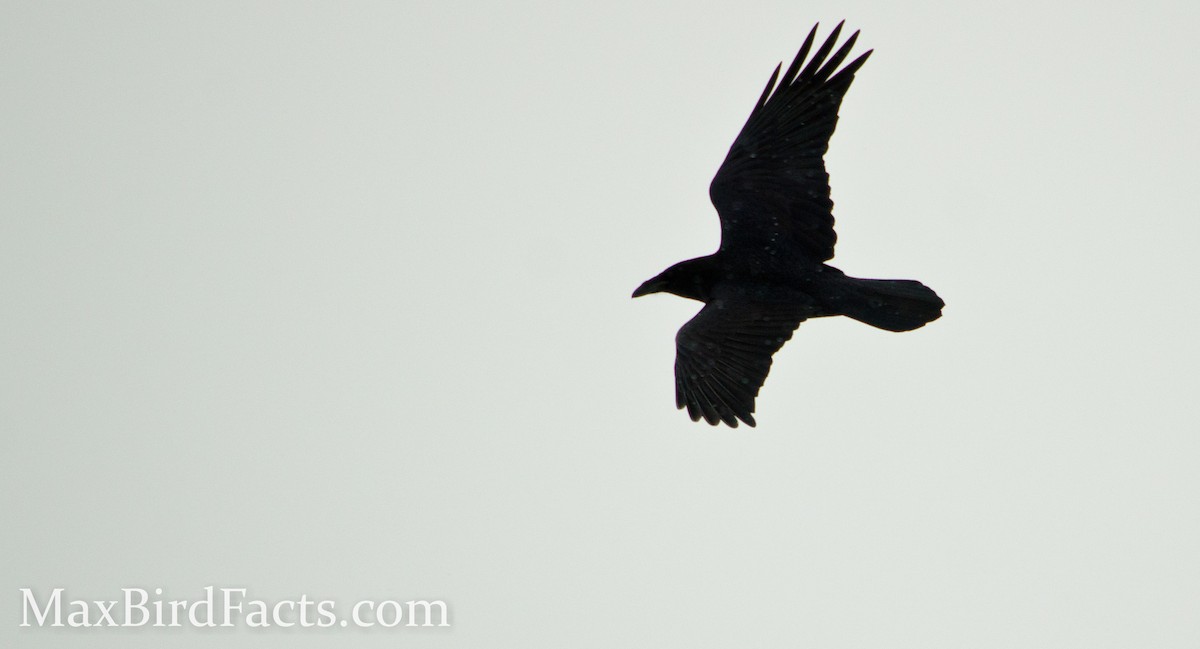 Common Raven - ML443115411