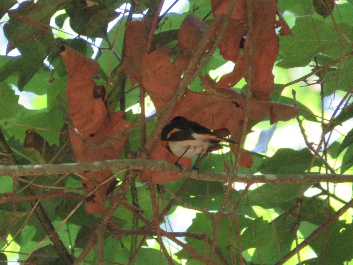 American Redstart - ML443115451
