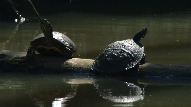 Mississippi Map Turtle - ML443118