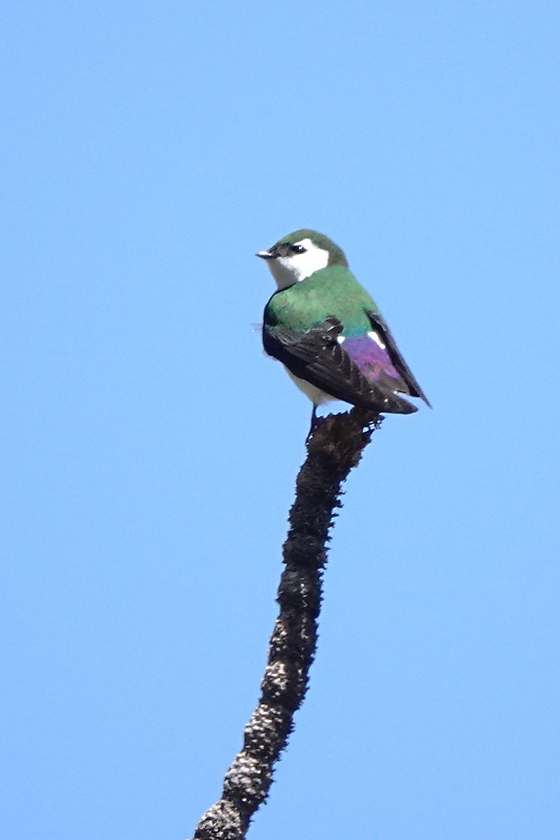 Violet-green Swallow - Jerry Maryniuk