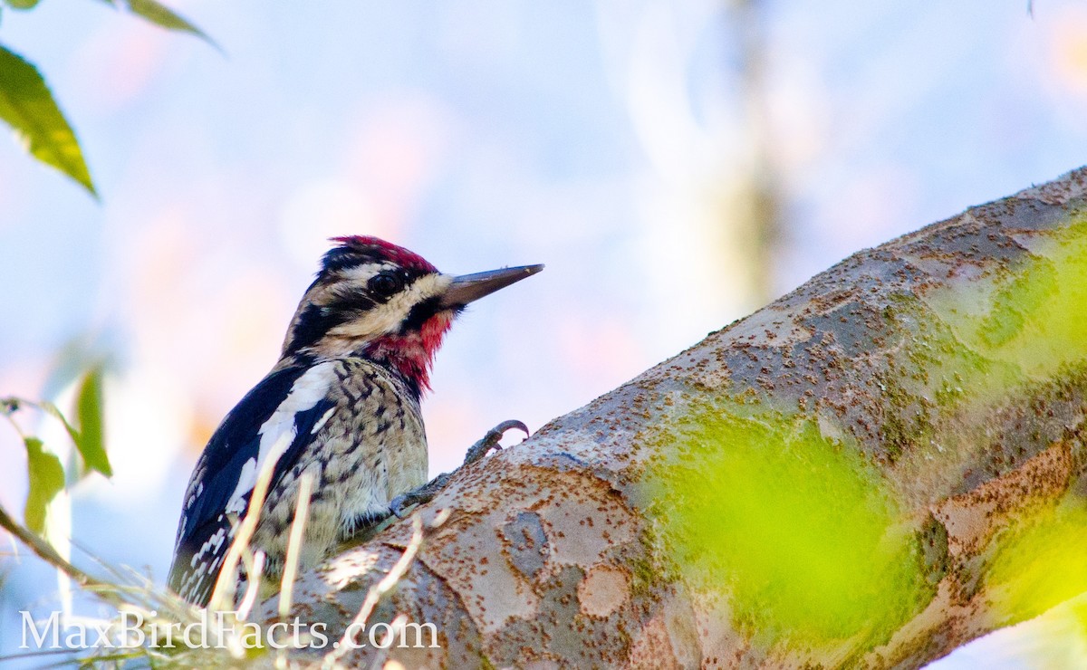 Yellow-bellied Sapsucker - Maxfield Weakley