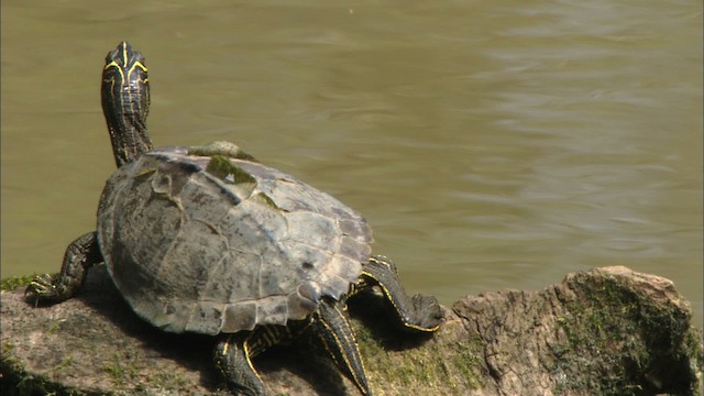 Mississippi Map Turtle - ML443121