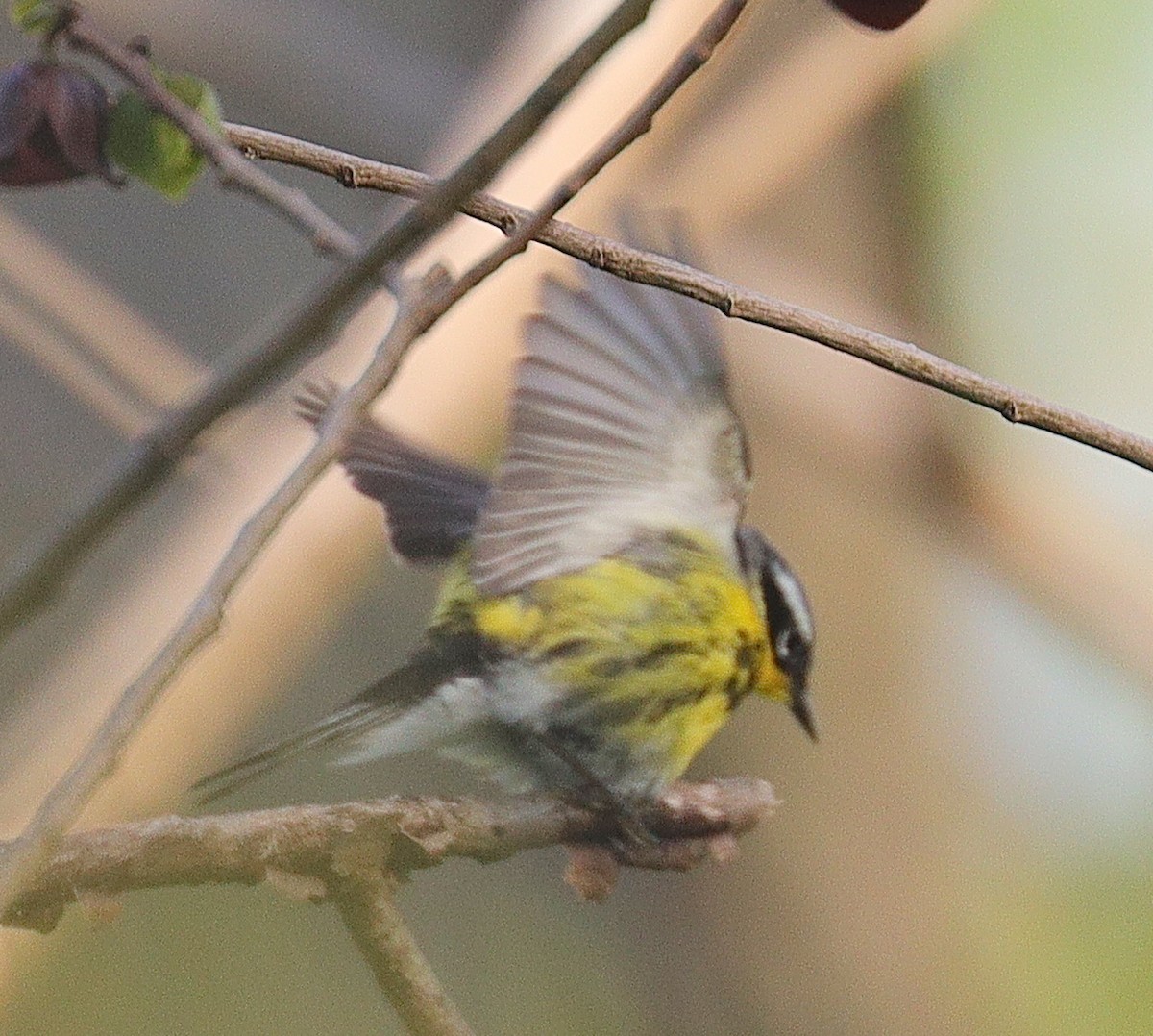 Magnolia Warbler - ML443121071