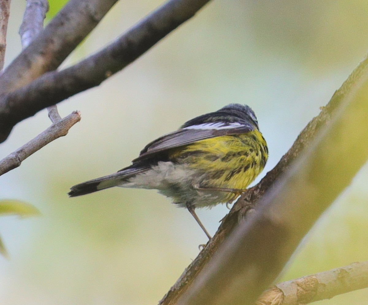 Magnolia Warbler - Dave Czaplak