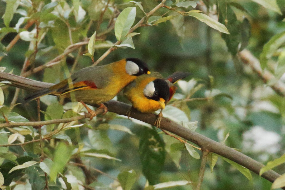 Silver-eared Mesia - ML443121351