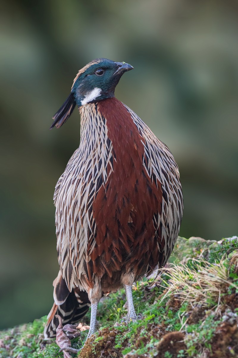 Koklass Pheasant - ML443125851