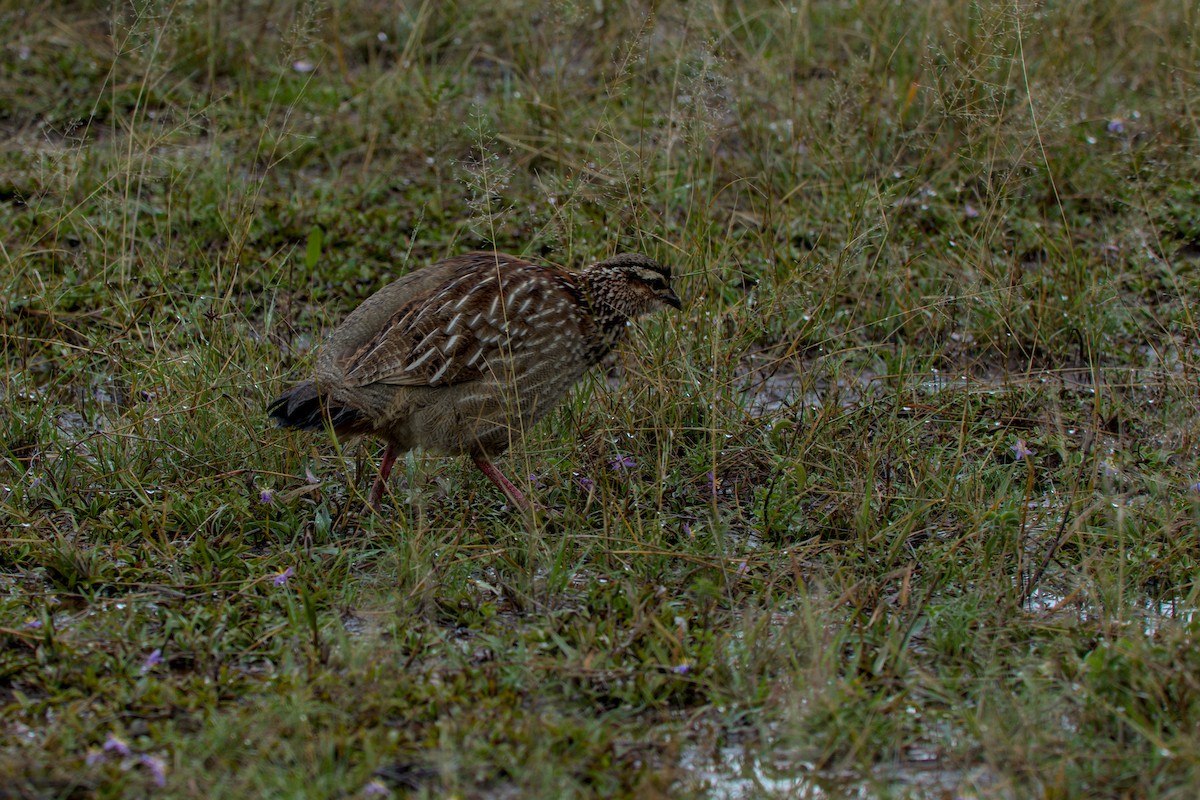 Francolin huppé - ML443125871