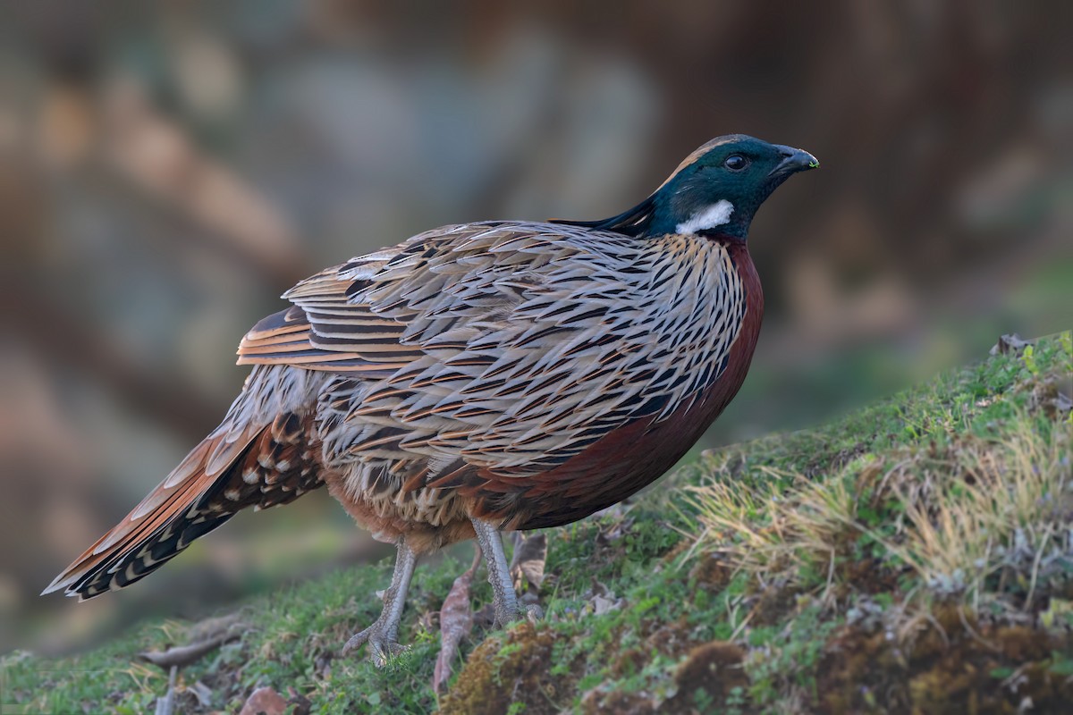 Koklass Pheasant - ML443126281