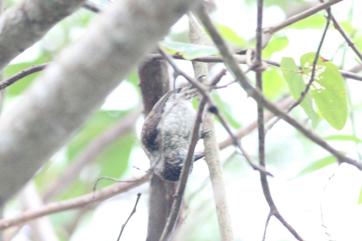 Scaled Piculet - ML443126921