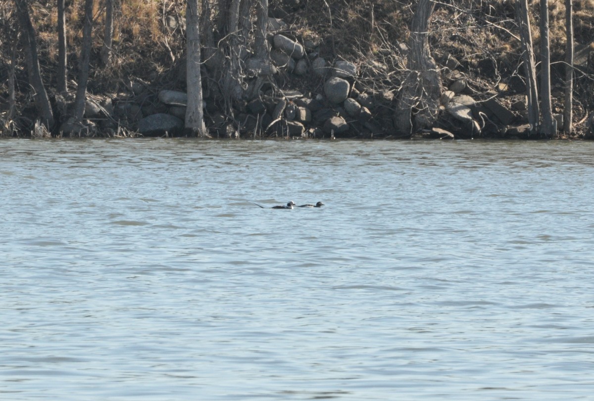 Long-tailed Duck - ML443127111