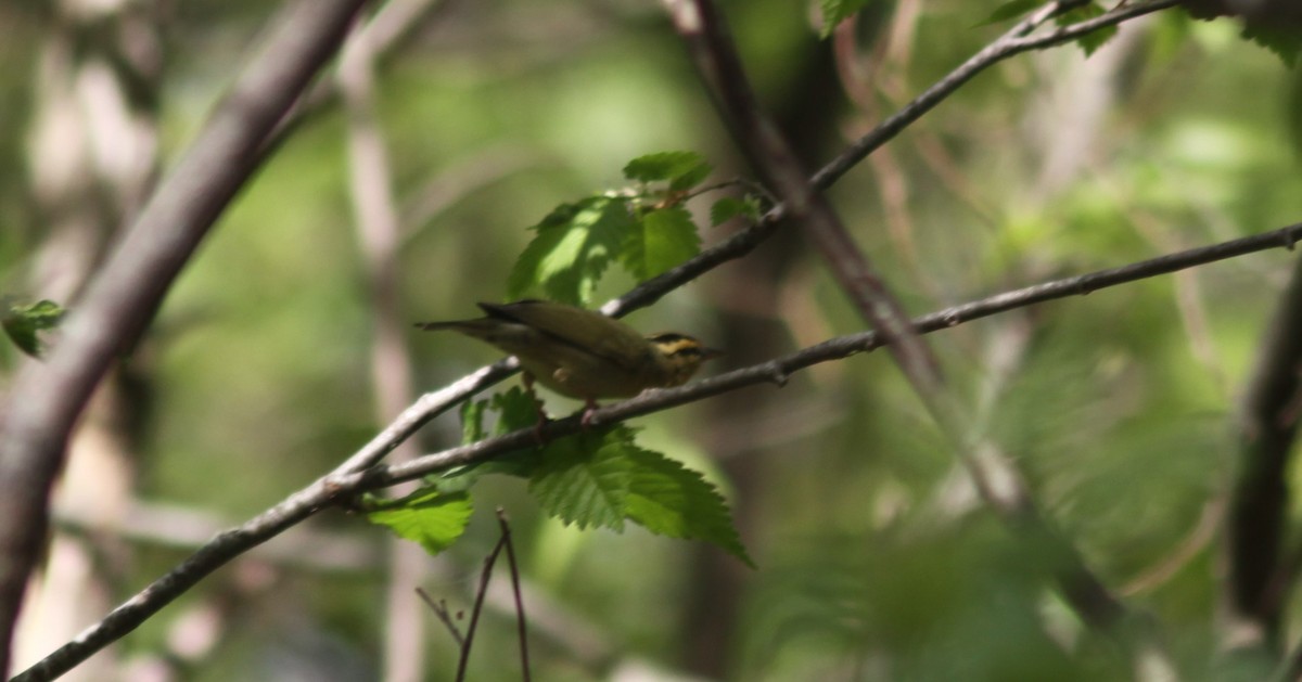 Worm-eating Warbler - ML443127421