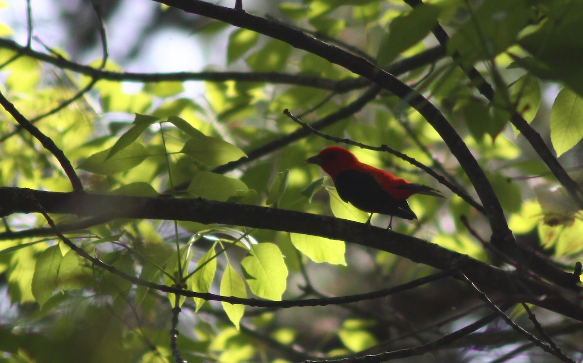 Scarlet Tanager - ML443127951