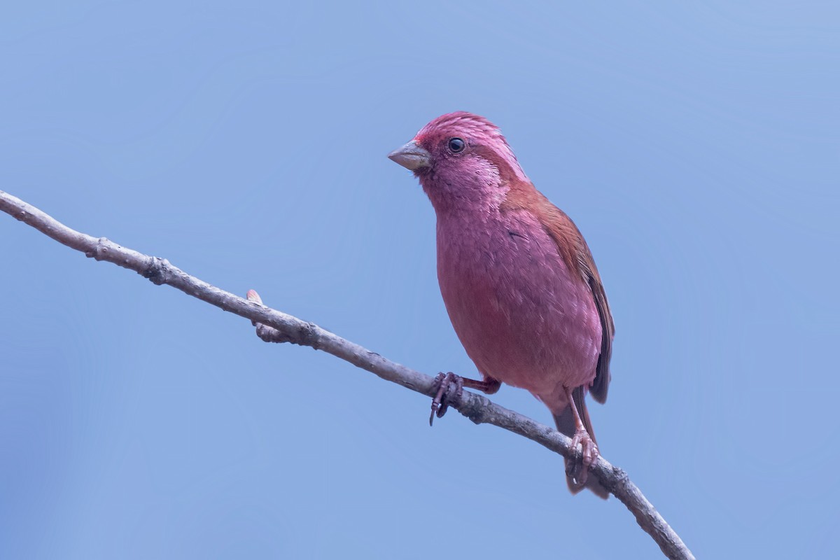 Pink-browed Rosefinch - ML443129921