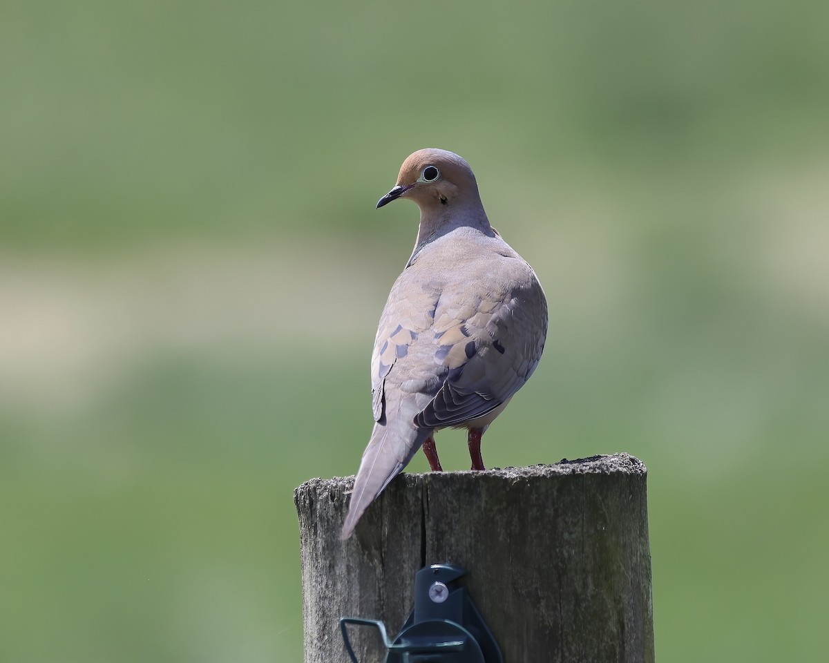 Mourning Dove - ML443130391