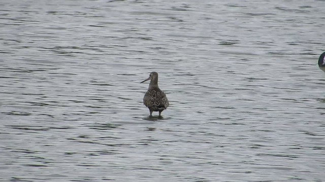 Hudsonian Godwit - ML443130681