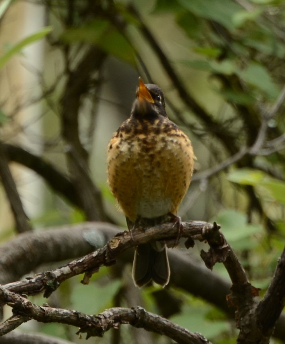 American Robin - ML443132691