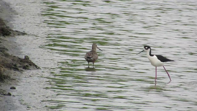 Hudsonian Godwit - ML443133661