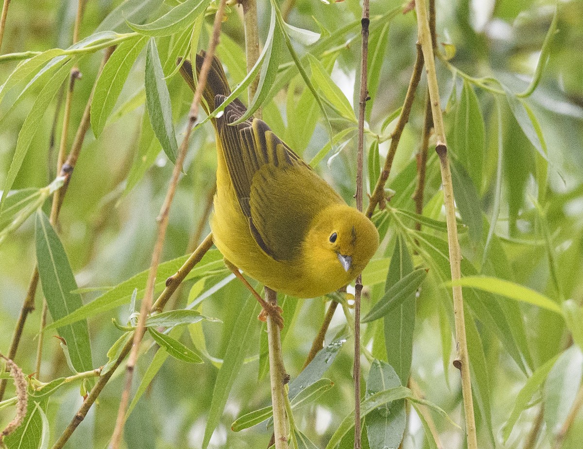 Yellow Warbler - ML443134111