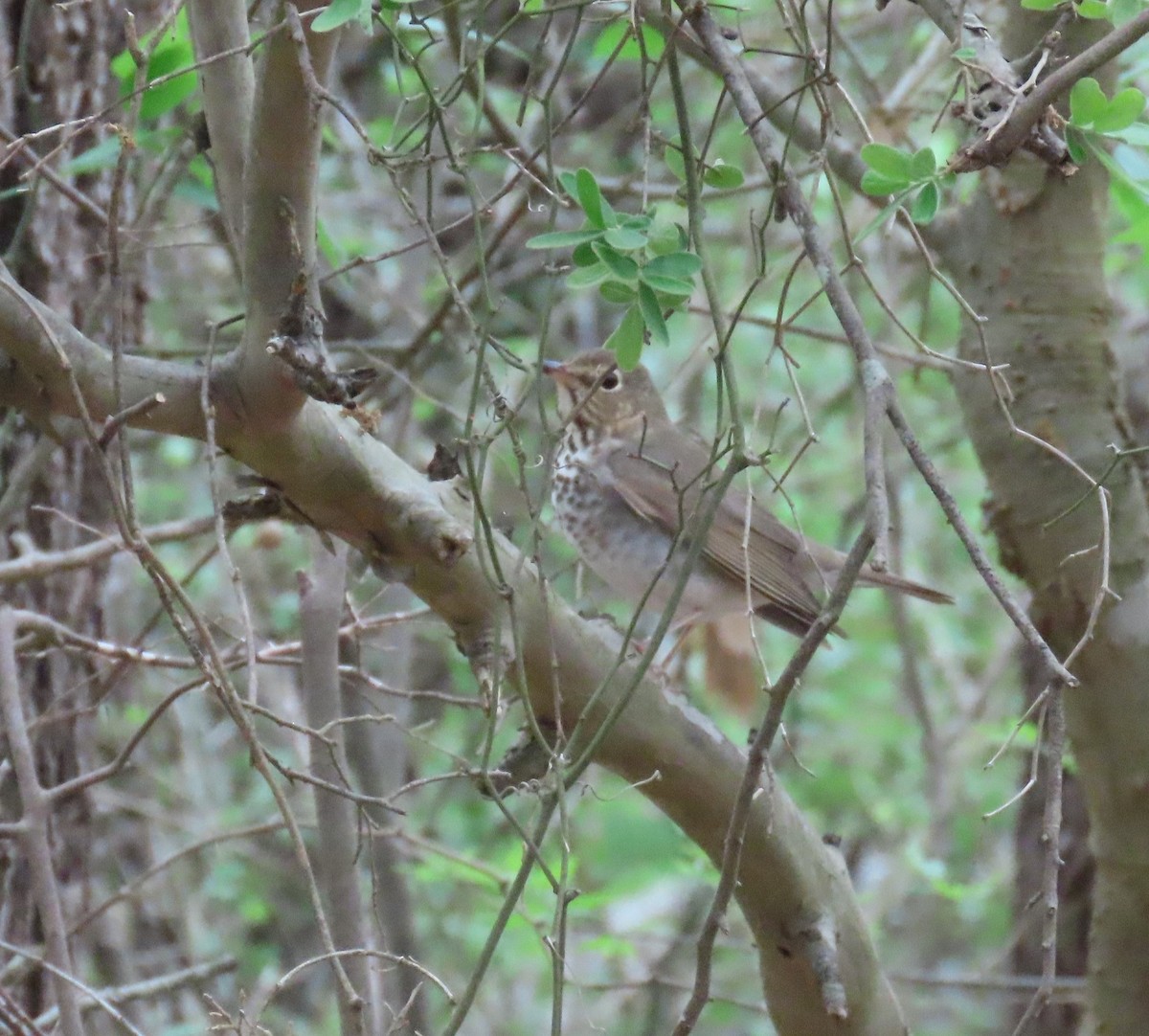 Swainson's Thrush - ML443134791