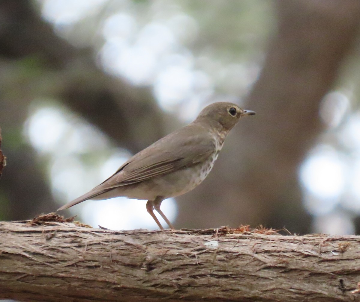 Swainson's Thrush - ML443134801