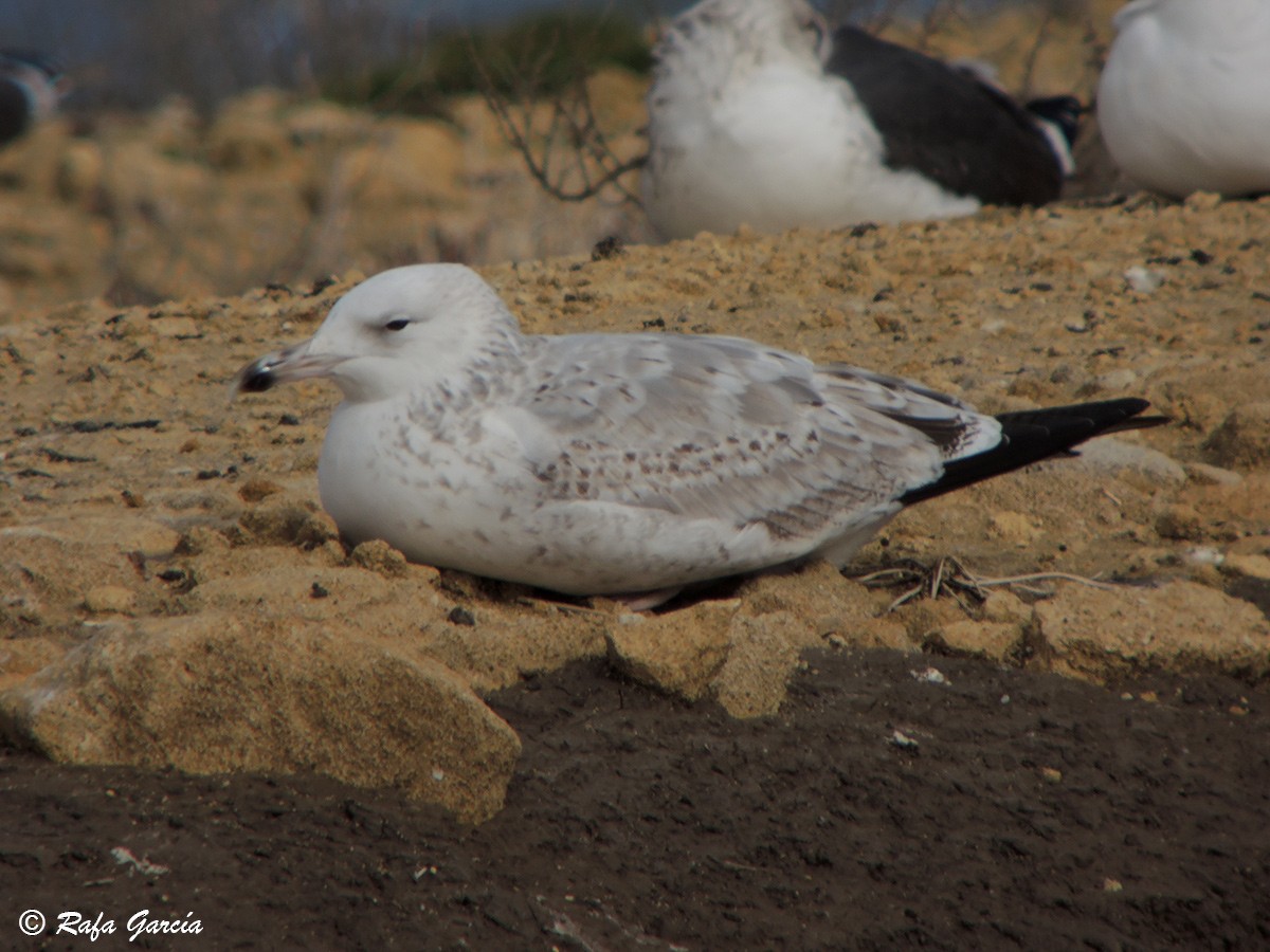 Caspian Gull - ML443135111