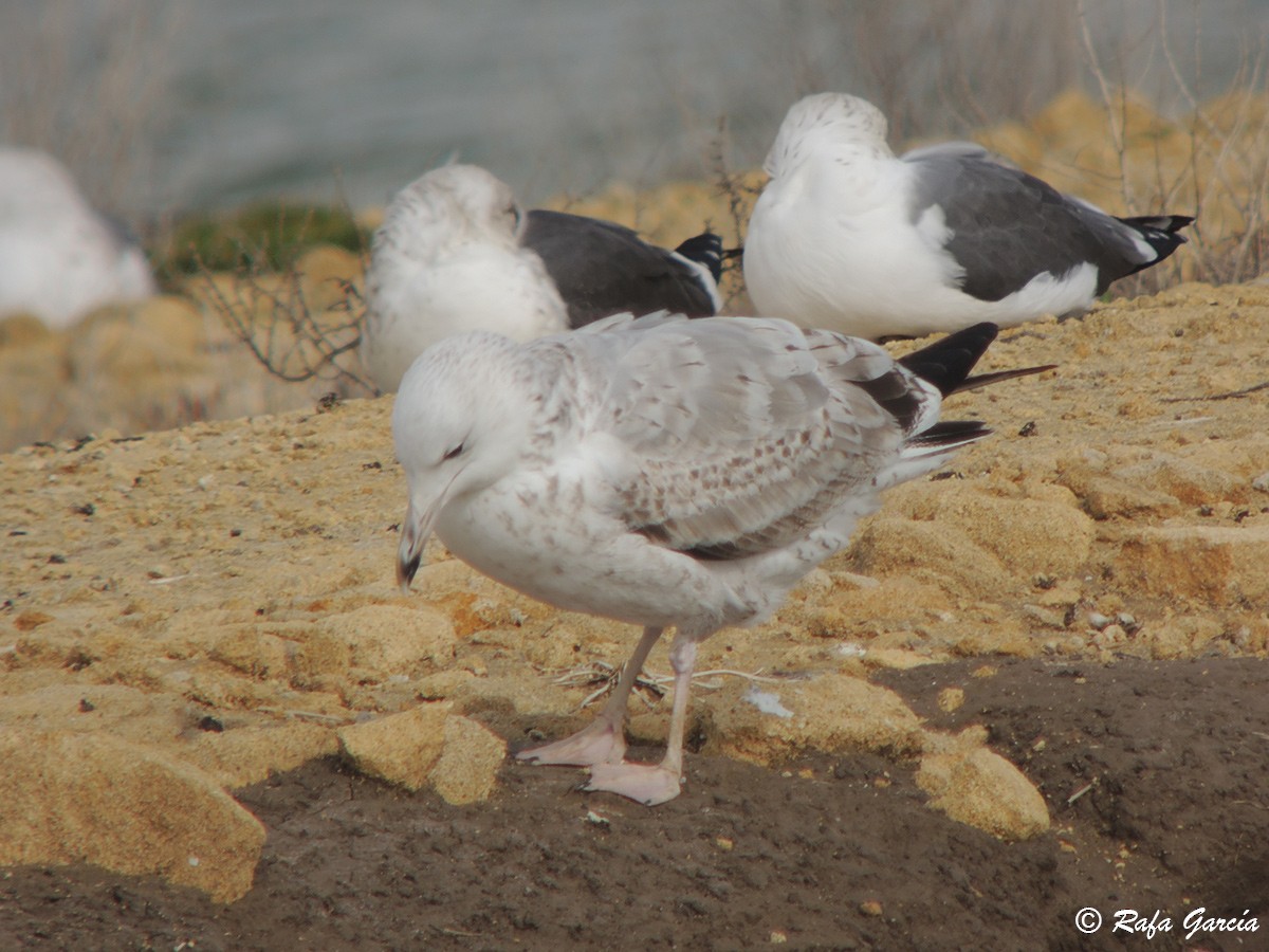 Caspian Gull - ML443135121