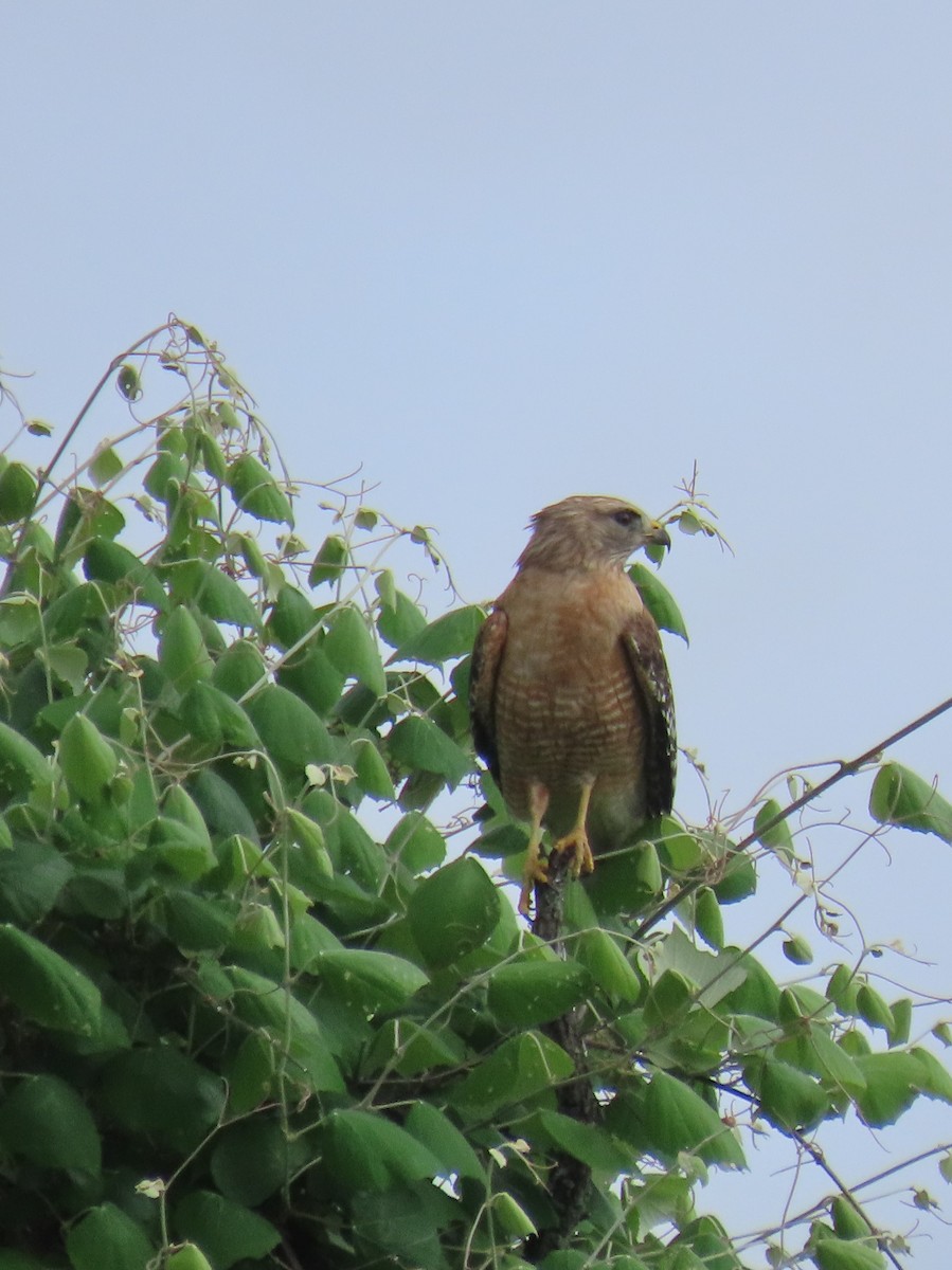 Red-shouldered Hawk - ML443135441