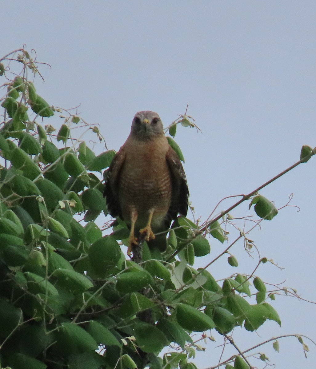 Red-shouldered Hawk - ML443135461