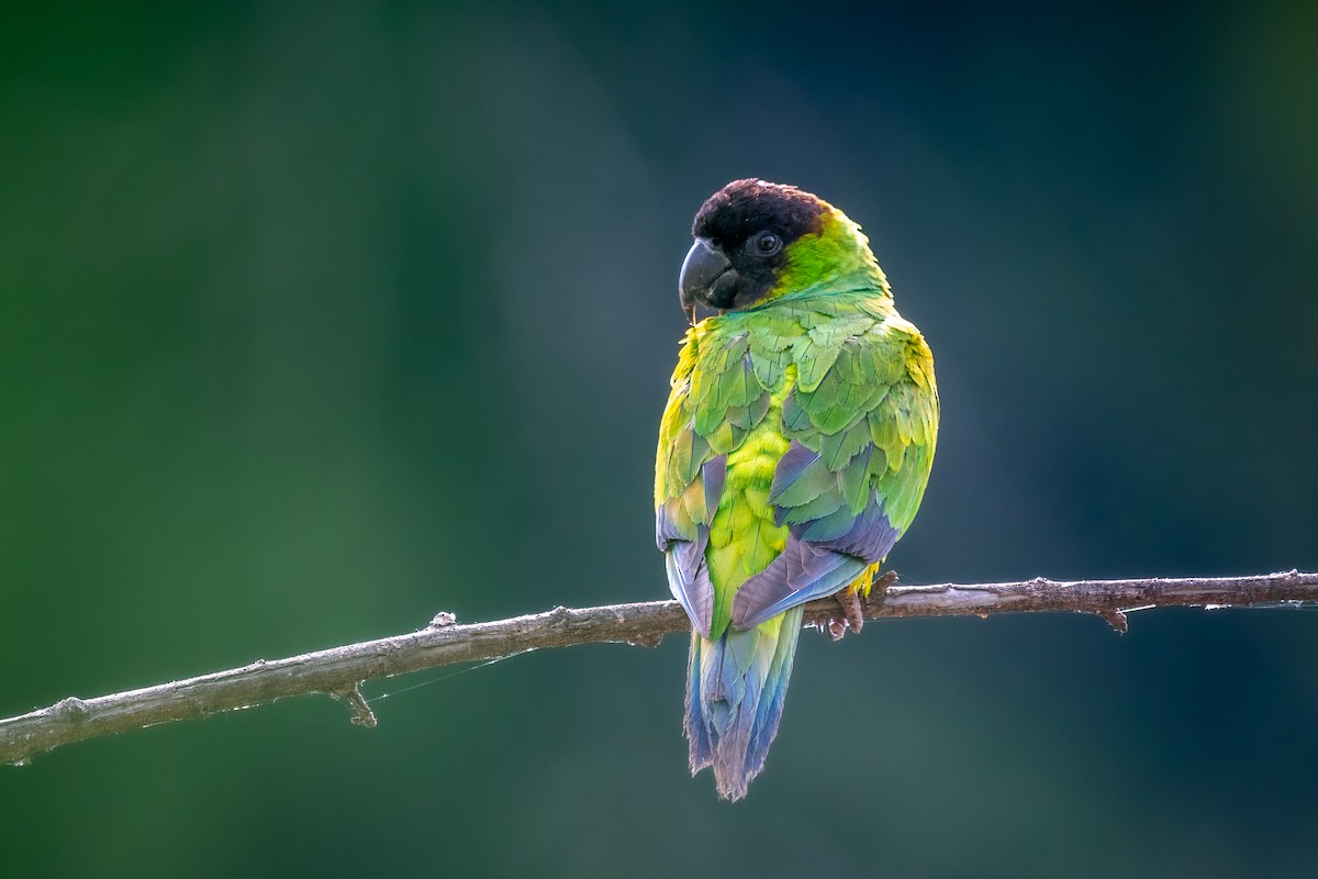 Nanday Parakeet - ML443136261