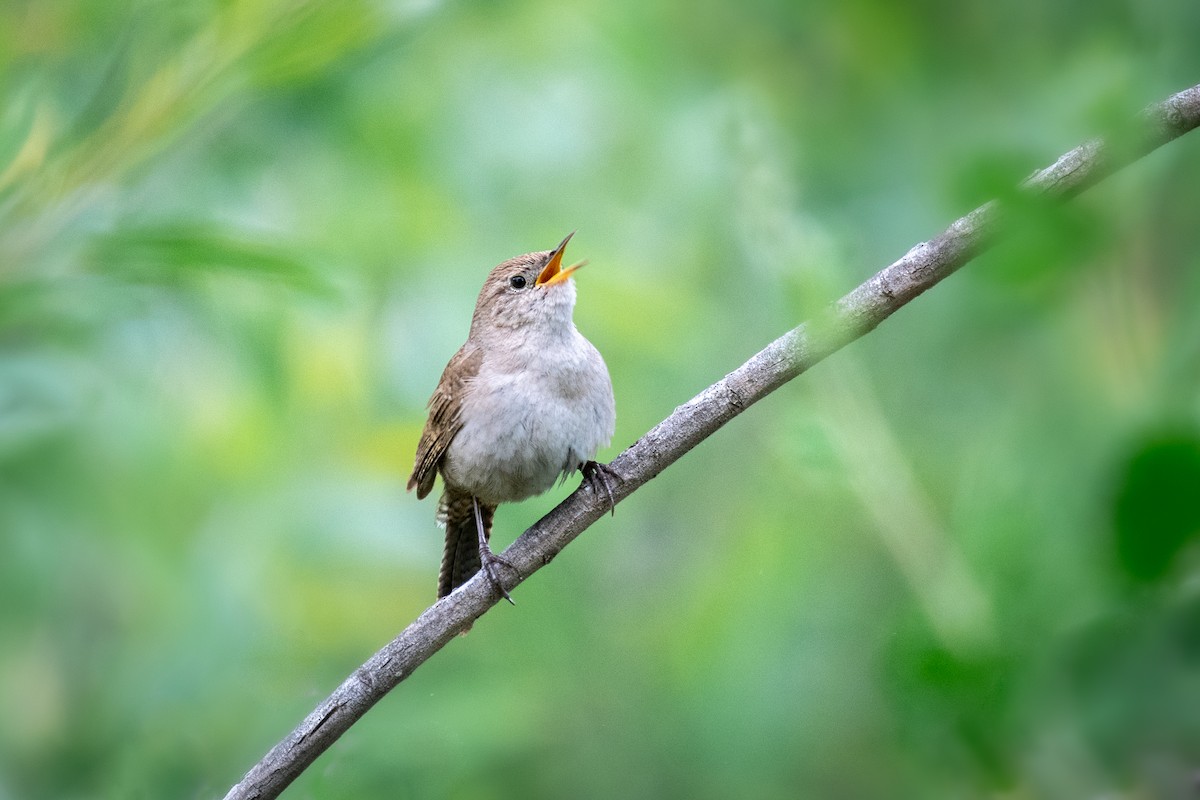 House Wren - ML443136381