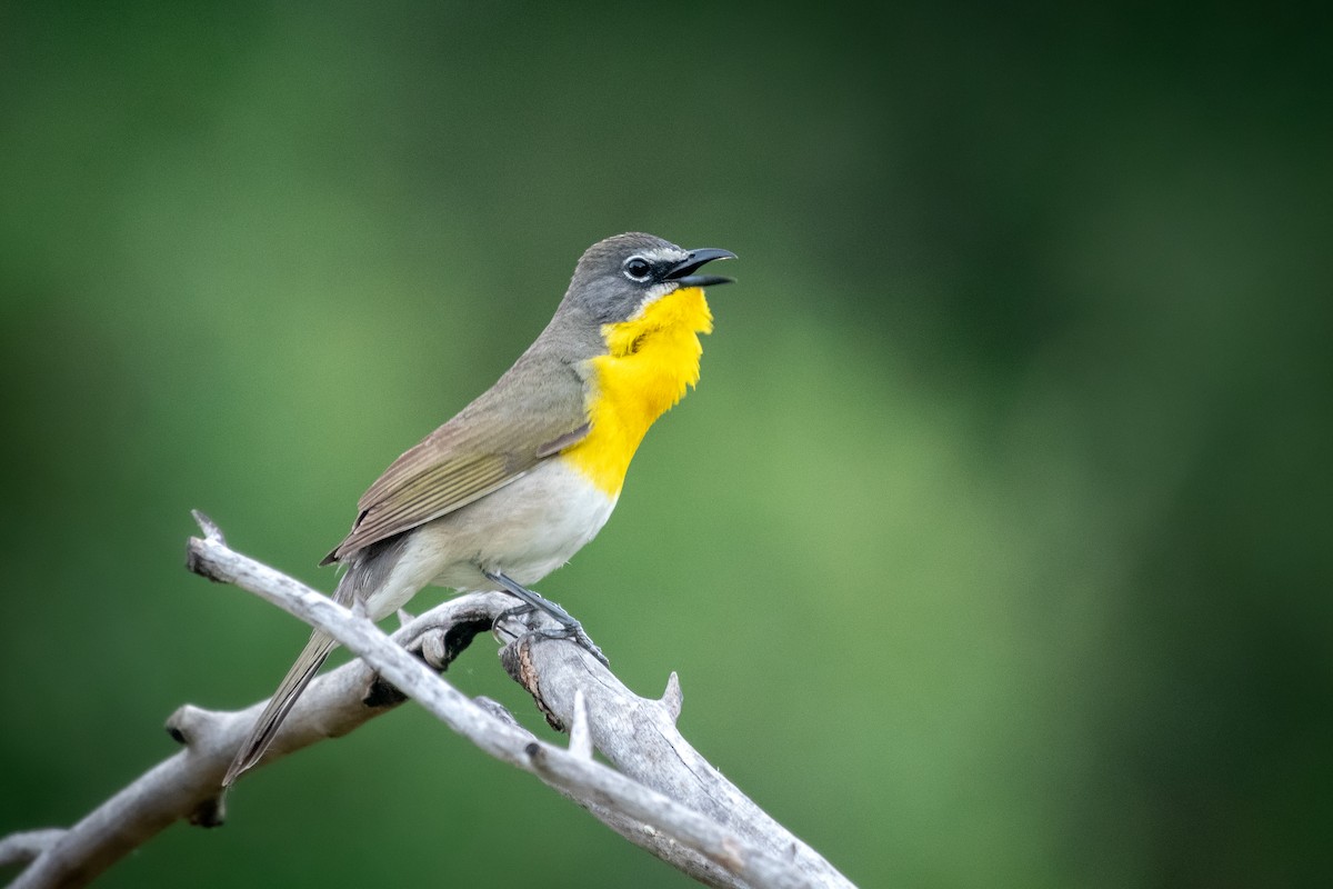 Yellow-breasted Chat - Rick Evans