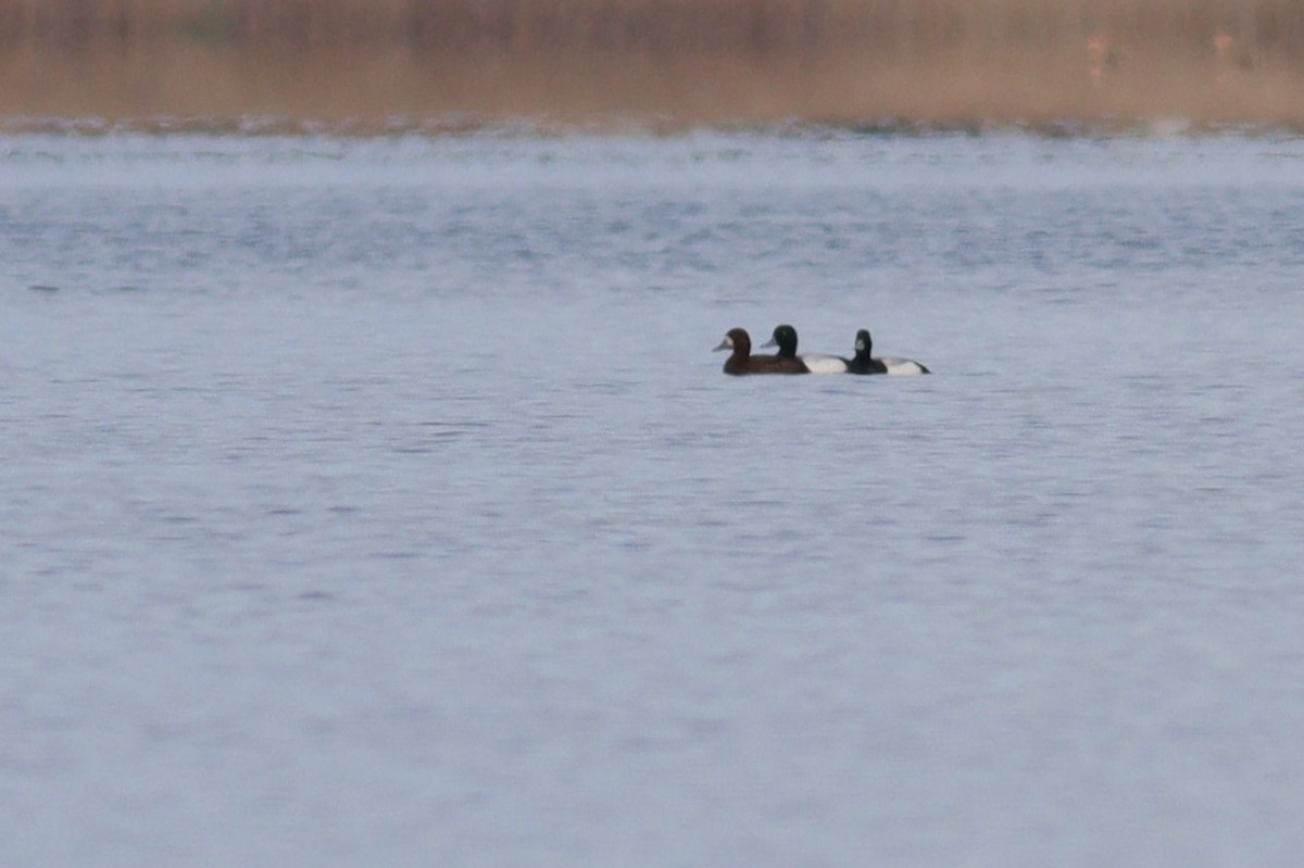 Greater Scaup - ML443138011