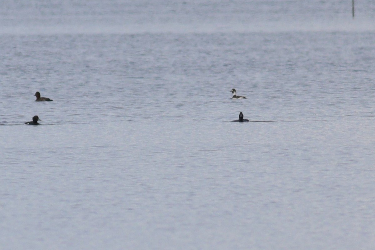 Long-tailed Duck - ML443138061